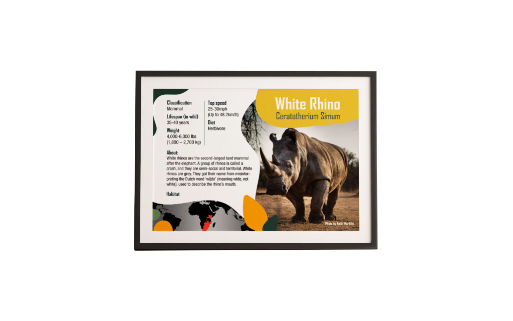 Rhino artwork in frame